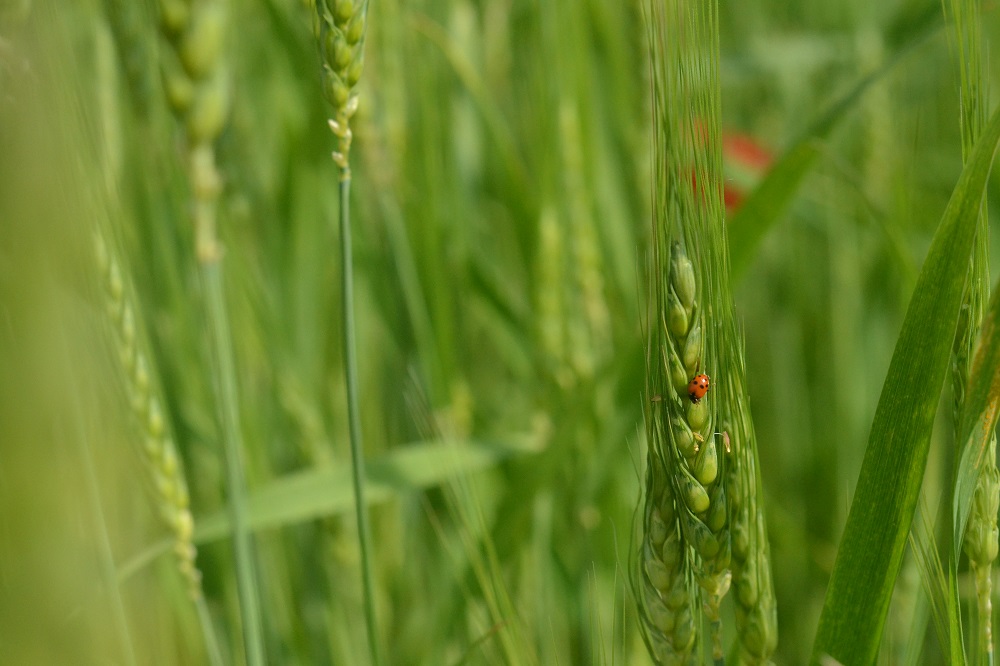 blé coccinelle